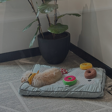 Marshall Yards Pet Friendly Apartments